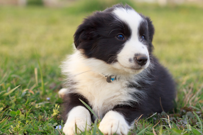 Обои картинки фото животные, собаки, щенок