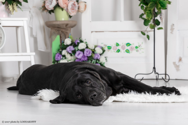 Обои картинки фото животные, собаки, собака, комната, цветы, мебель