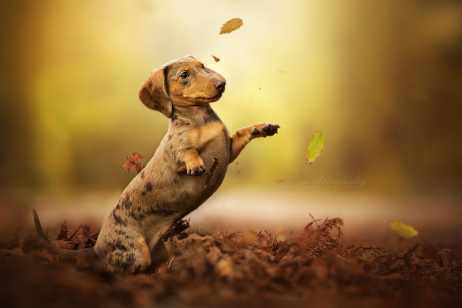 Обои картинки фото животные, собаки, стойка, собака, боке