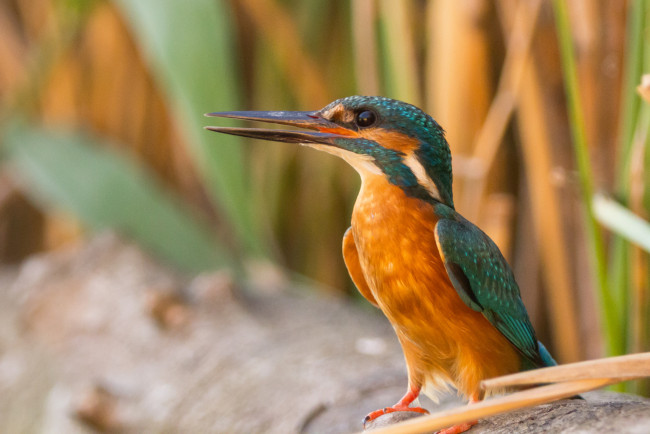 Обои картинки фото животные, зимородки, зимородок