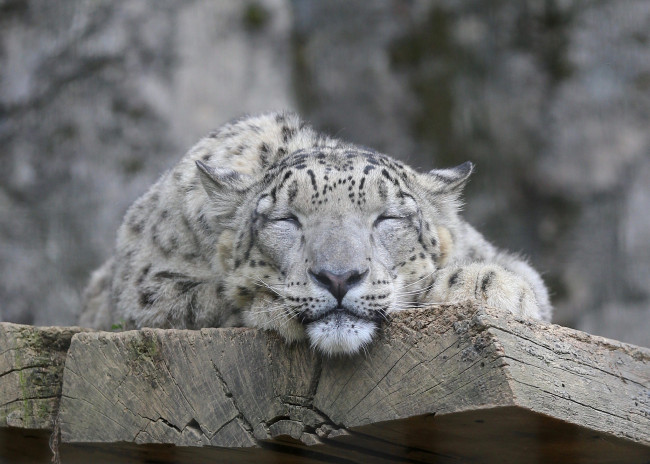 Обои картинки фото животные, снежный барс , ирбис, снежный, барс, морда, кошка