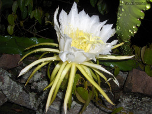 обоя цветы, кактусы, цветок, белый