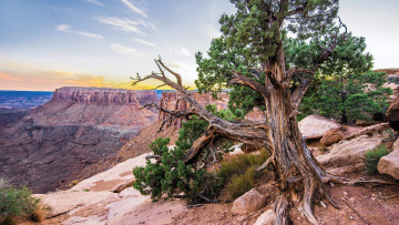 Картинка природа деревья горы скала дерево ствол