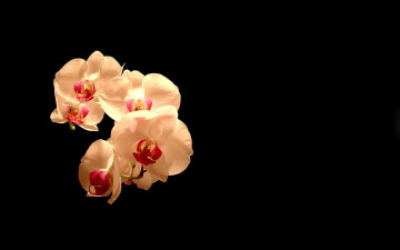 Картинка цветы орхидеи экзотика