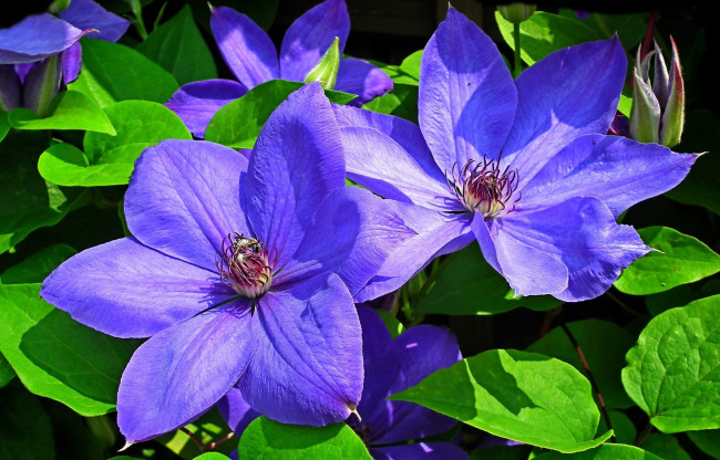 Обои картинки фото цветы, клематис , ломонос, лиловый, клематис, макро