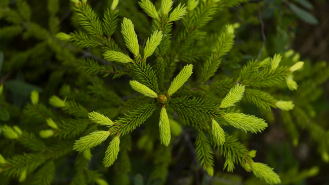 Обои картинки фото природа, деревья, лес, лето, дерево, ёлка, побеги