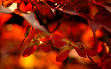 Картинка природа листья клен семена осень