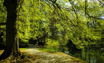 обоя природа, парк, аллея, дорожка, деревья, пруд