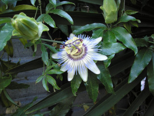 Картинка цветок цветы пассифлора