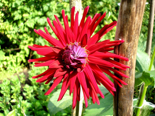 Обои картинки фото цветок, цветы, георгины