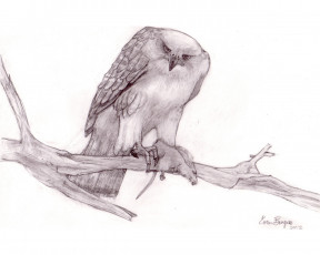 Картинка рисованные животные птицы