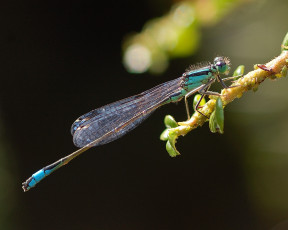 Картинка животные стрекозы