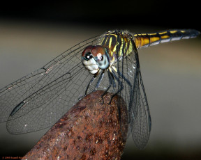 Картинка животные стрекозы