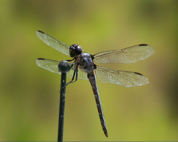 Обои картинки фото животные, стрекозы