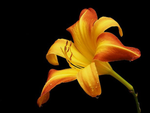 Картинка цветы лилии лилейники