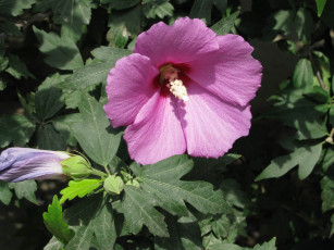 Картинка цветы мальвы