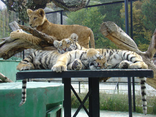 Картинка животные разные вместе