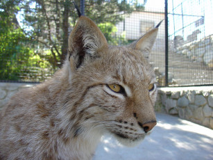 Картинка животные рыси