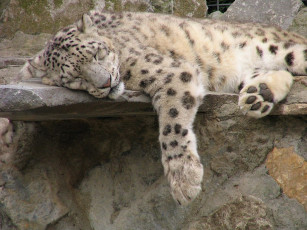 Картинка животные снежный барс ирбис