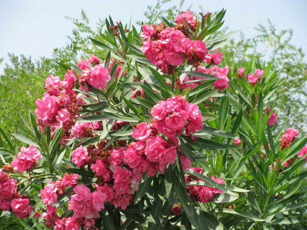 Обои картинки фото цветы, олеандры