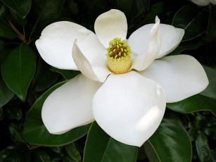 Картинка цветы магнолии лепестки белый тёмный