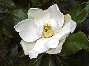 Картинка цветы магнолии лепестки белый тёмный