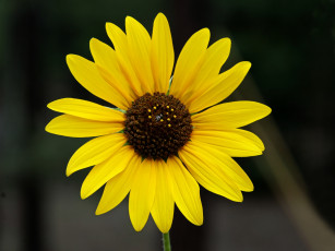 Картинка цветы подсолнухи тёмный фон жёлтые лепестки