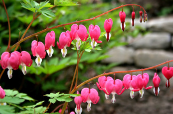 Картинка цветы дицентра разбитое сердце ветки сердечки