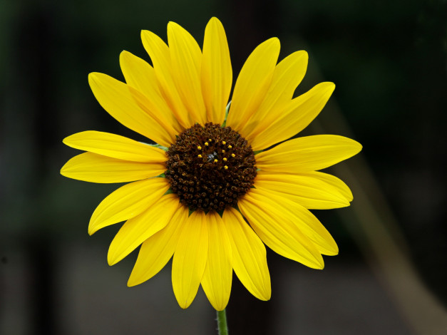 Обои картинки фото цветы, подсолнухи, тёмный, фон, жёлтые, лепестки