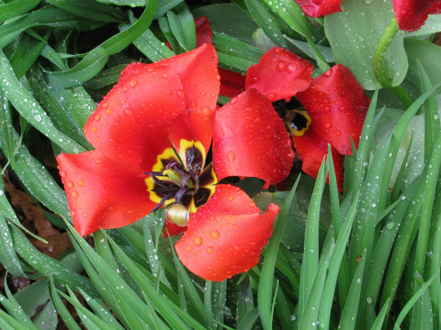 Обои картинки фото цветы, тюльпаны, лепестки, листья, капли