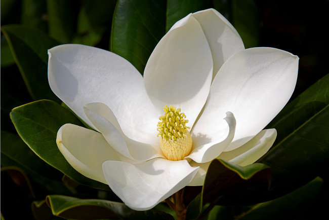 Обои картинки фото цветы, магнолии, тёмный, белый, лепестки
