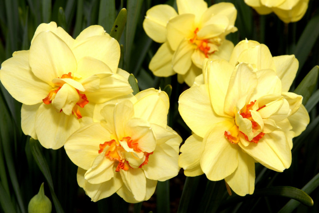 Обои картинки фото цветы, нарциссы, желтый