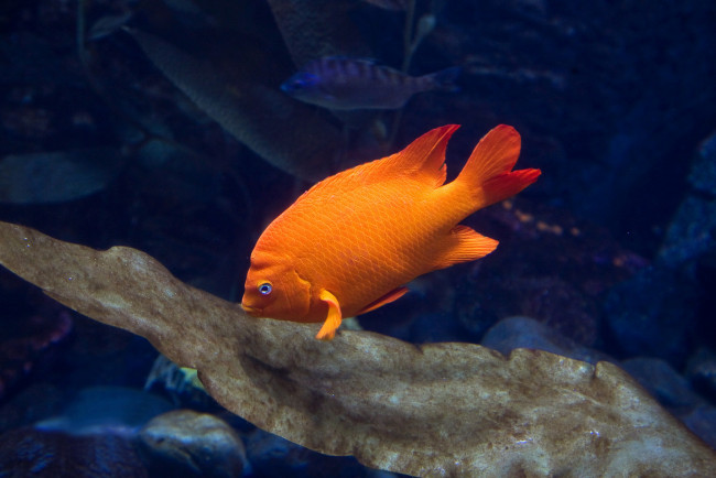Обои картинки фото животные, рыбы, вода, аквариум