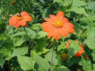 Картинка цветы цветок