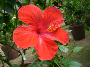 Картинка цветы гибискусы