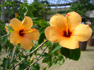 Картинка цветы гибискусы