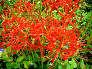 Картинка цветы лилии лилейники бутоны