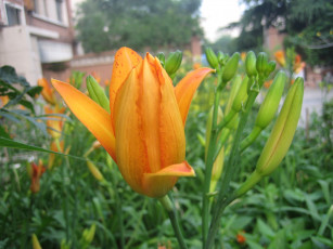 Картинка цветы лилии лилейники цветок