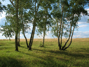 Картинка зеренда природа деревья береза брещук зеленый лето колка