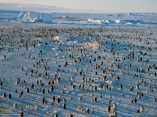 Картинка животные пингвины