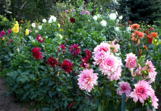 Картинка цветы георгины георгина