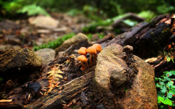 Картинка природа грибы лес