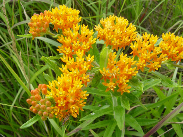 Обои картинки фото цветы