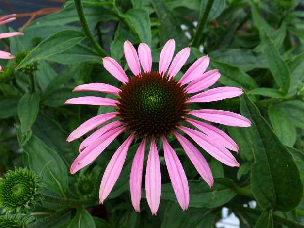 Обои картинки фото цветы, эхинацея, космея