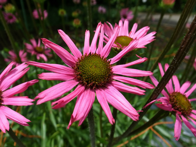 Обои картинки фото цветы, эхинацея, космея