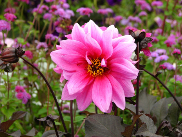 Обои картинки фото цветы, георгины, георгина