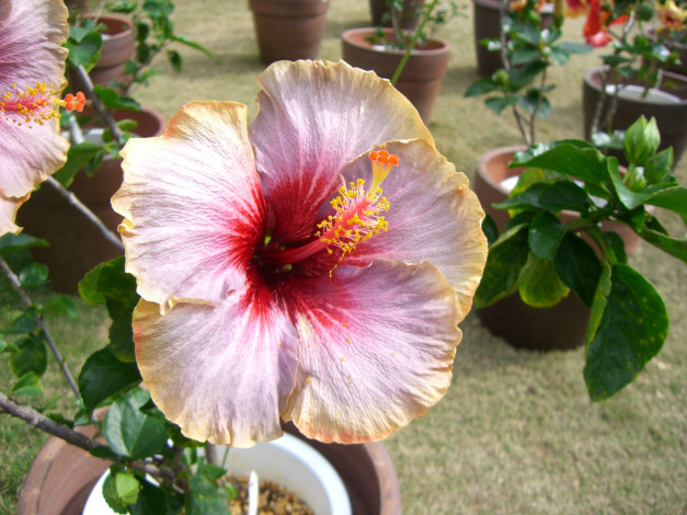 Обои картинки фото цветы, гибискусы