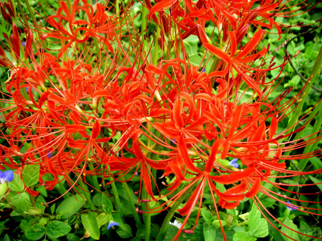 Обои картинки фото цветы, лилии, лилейники, бутоны