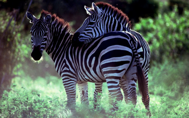 Обои картинки фото животные, зебры