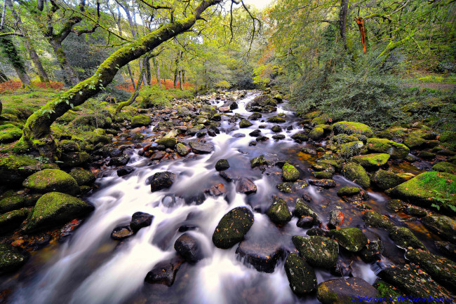 Обои картинки фото природа, реки, озера, лес, река, камни